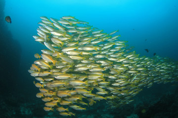 Naklejka na ściany i meble Fish school coral reef underwater