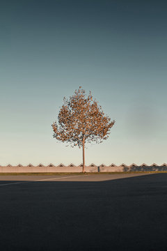 Single Tree On Landscape, Fence In Background