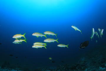 Fish school coral reef underwater