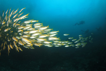 Naklejka na ściany i meble Scuba dive coral reef with fish