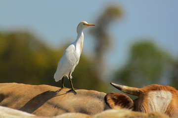ritratto di Airone guardabuoi sul dorso di bovino,Bubulcus ibis