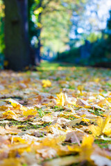 Yellow autumn leaves on the footpath