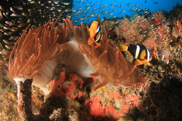 Fototapeta na wymiar Clark's Anemonefish (Clownfish) fish and fluorescent red sea anemone