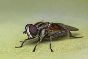 House fly, fly