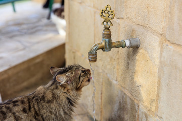 Thirsty cat is drinking water from a faucet. Blurred background. Close up view.