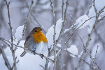 rouge-gorge sur des branches enneigées