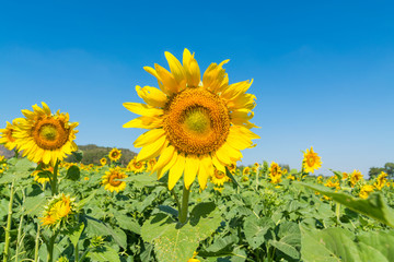 Yellow Sunflower in field