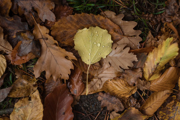 Fallen autumn leaves with raindrops