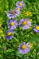 Flowers of the Alpine Aster (lat. Aster alpinus) bloom in the garden