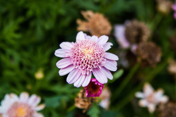 Obraz premium Blossomed Pink Flower - Morocco