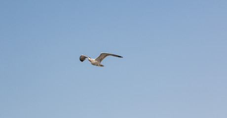 Flying Seagull