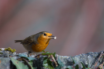 rouge-gorge avec une graine dans le bec
