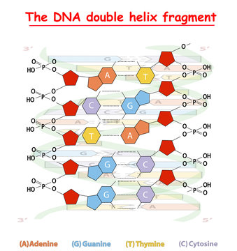 DNA double helix fragment structure: Nucleotide, Phosphate, Sugar, and bases. DNA education info graphic.