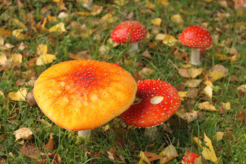 Mehrere Pilze im Gras mit Laub