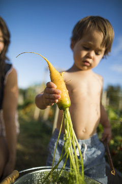 Shirtless son putting carrot in bucket by mother at community garden