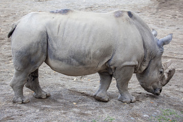 Fototapeta premium White Rhinoceros At Irish Zoo