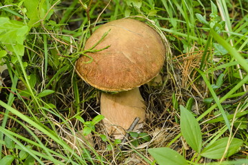 White mushroom vintage filter
