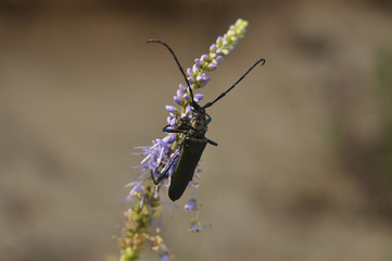 Beautiful green beetle crawling on the flower