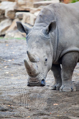 Obraz premium White Rhinoceros At Irish Zoo
