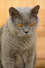 Obraz premium Gray British cat