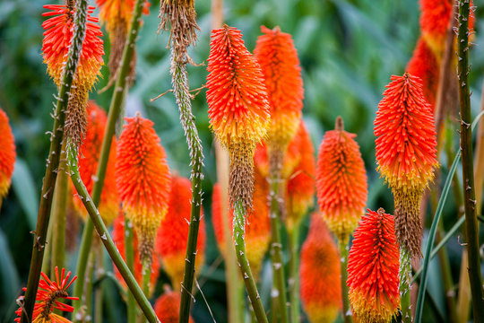 Kniphofia Uvaria Also Known As Torch Lily Or Red Hot Poker Flowers