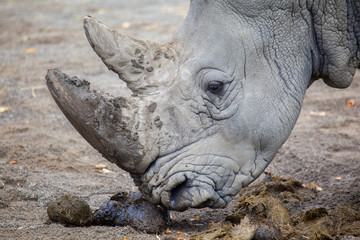 White Rhinoceros At Irish Zoo