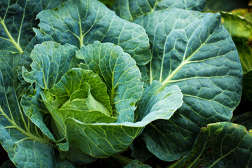 Green cabbage growing on a garden bed