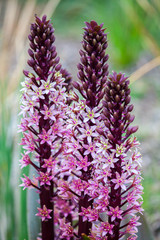 Orobanche Also Known As Broomrape Or Broom-Rape Flower