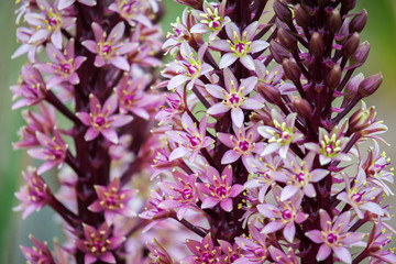 Orobanche Also Known As Broomrape Or Broom-Rape Flower