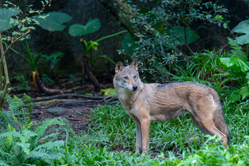 wolf in the Zoo Taipei