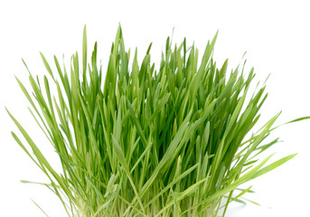 Fototapeta premium green plant grass with a piece of the soil. Study of soil microflora