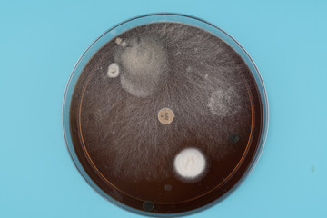 growth of microorganisms in a Petri dish, Bacteria, yeast and mold growing on an agar plate.