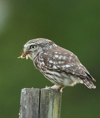 Chevèche d'Athéna et son hanneton d'été!