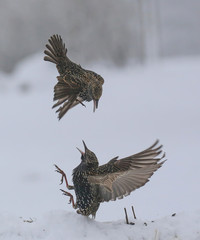 Etourneaux bagarreurs(2)