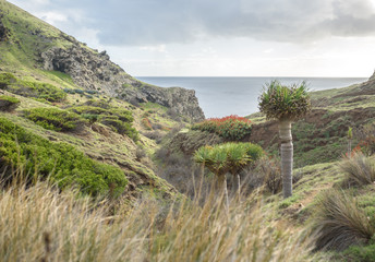 Fototapeta na wymiar Tal in Madeira mit Blick auf den Atlantik