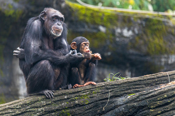 Young chimp hangs