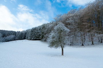 Einzelner Baum auf Wiese vor Wald im Winter mit Schnee