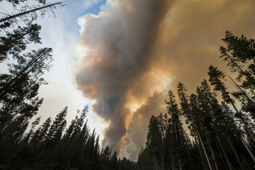 Low angle view of smoke emitting during forest fire at Grand Teton National Park