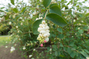 Pink flowers and white berries of Symphoricarpos albus