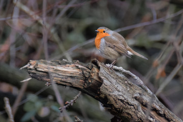 Robin bird on a branch in the forest in the netherlands