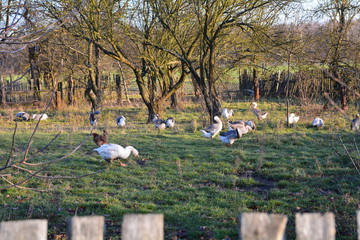 ptaki domowe hodowlane © robert6666