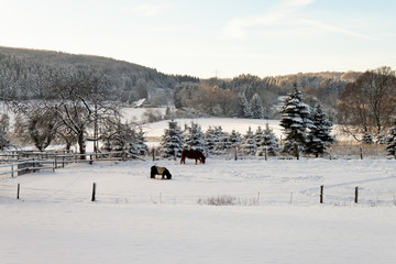 Pferde grasen in idyllischer in schneebedeckter Winterlandschaft