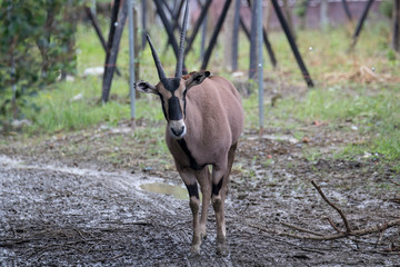 Oryx beisa in Taipei city zoo in summer