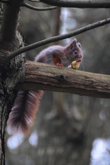 Squirrel on a branch in the forest eating chestnut in the netherlands