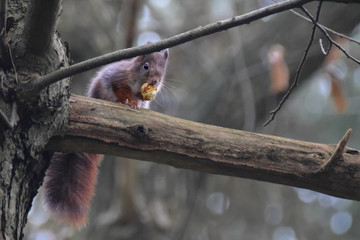 Squirrel on a branch in the forest eating chestnut in the netherlands