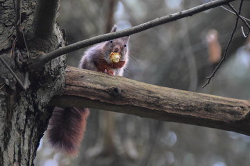 Squirrel on a branch in the forest eating chestnut in the netherlands