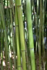 Fototapeta na wymiar Bambou vert au jardin