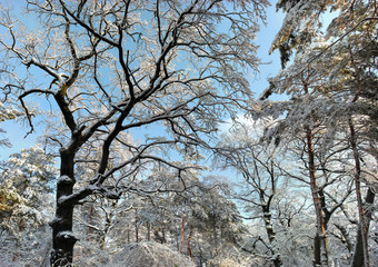 panoramic image of winter forest in sunny day
