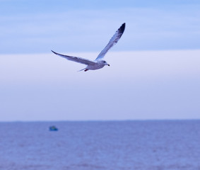 Fototapeta na wymiar Seagull in fligth 