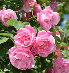 Roses au jardin au printemps